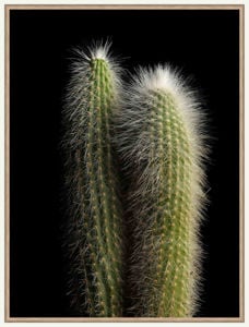 Quadretto cactus 30x40 stampa fotografica cornice legno